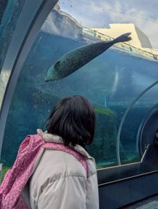 ゆな　アザラシ